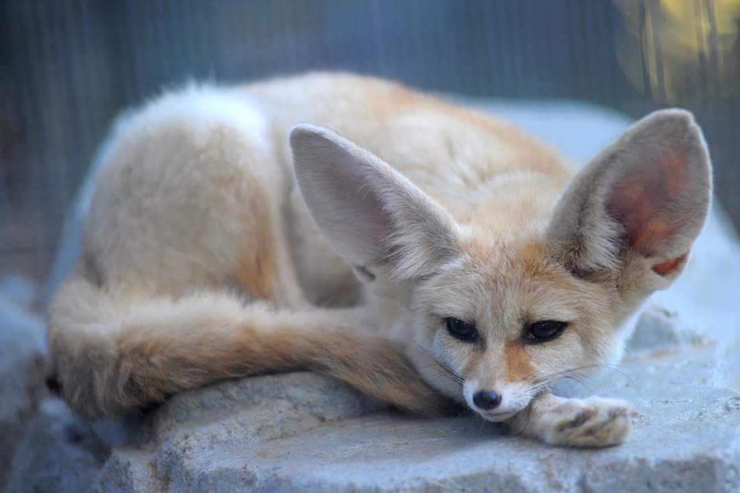 Zoofari at Washington Park Zoo